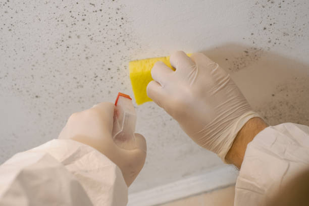Best Crawl Space Mold Remediation  in Budd Lake, NJ