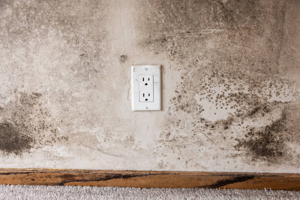 Best Mold Documentation for Insurance Claims  in Budd Lake, NJ